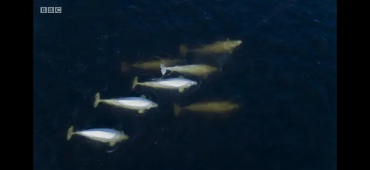 Beluga whale (Delphinapterus leucas) as shown in Seven Worlds, One Planet - North America